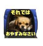 リッツ2（個別スタンプ：10）