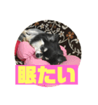 チワワ 日常会話（個別スタンプ：12）