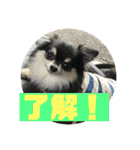 チワワ 日常会話（個別スタンプ：13）