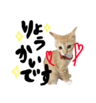 ちびトロとよく使う言葉シリーズ（個別スタンプ：6）