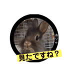 我が家のチビちゃんず2（個別スタンプ：17）