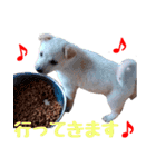 周南犬 LOVE（個別スタンプ：1）