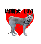 周南犬 LOVE（個別スタンプ：10）