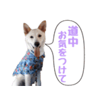 周南犬 LOVE（個別スタンプ：15）