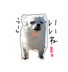 ティンクピンクワンワン（個別スタンプ：1）