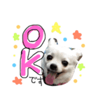 ティンクピンクワンワン（個別スタンプ：2）
