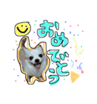 ティンクピンクワンワン（個別スタンプ：6）