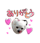ティンクピンクワンワン（個別スタンプ：8）