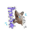 ティンクピンクワンワン（個別スタンプ：9）