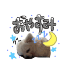 ティンクピンクワンワン（個別スタンプ：10）