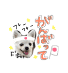 ティンクピンクワンワン（個別スタンプ：12）