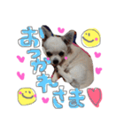 ティンクピンクワンワン（個別スタンプ：14）
