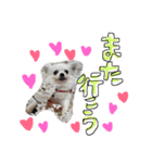 ティンクピンクワンワン（個別スタンプ：16）