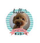 愛犬の会話（個別スタンプ：1）