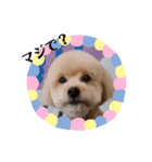 愛犬の会話（個別スタンプ：2）