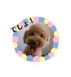 愛犬の会話（個別スタンプ：6）