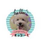 愛犬の会話（個別スタンプ：8）