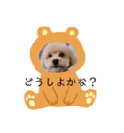愛犬の会話（個別スタンプ：13）