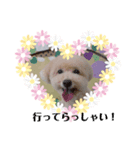 愛犬の会話（個別スタンプ：15）