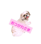 わんちゃん’s（個別スタンプ：4）