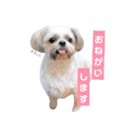 わんちゃん’s（個別スタンプ：5）