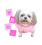 わんちゃん’s（個別スタンプ：8）