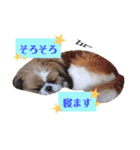 わんちゃん’s（個別スタンプ：13）