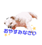 わんちゃん’s（個別スタンプ：14）