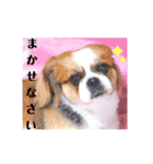 わんちゃん’s（個別スタンプ：25）