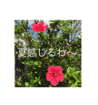 夏スタンプ(from 沖縄)（個別スタンプ：6）