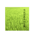 夏スタンプ(from 沖縄)（個別スタンプ：8）