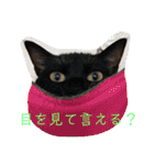 にゃんこ、ごくたま～にほかの。（個別スタンプ：1）