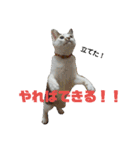 にゃんこ、ごくたま～にほかの。（個別スタンプ：2）
