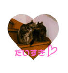 にゃんこ、ごくたま～にほかの。（個別スタンプ：3）