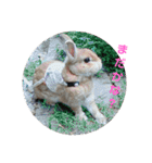 にゃんこ、ごくたま～にほかの。（個別スタンプ：4）