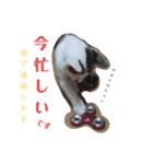 にゃんこ、ごくたま～にほかの。（個別スタンプ：14）