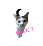 にゃんこ、ごくたま～にほかの。（個別スタンプ：16）