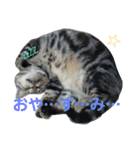 にゃんこ、ごくたま～にほかの。（個別スタンプ：17）