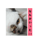 にゃんこ、ごくたま～にほかの。（個別スタンプ：19）