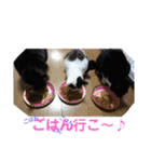 にゃんこ、ごくたま～にほかの。（個別スタンプ：22）