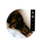 にゃんこ、ごくたま～にほかの。（個別スタンプ：23）