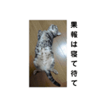 にゃんこ、ごくたま～にほかの。（個別スタンプ：24）
