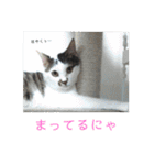 にゃんこ、ごくたま～にほかの。（個別スタンプ：25）