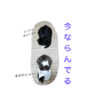 にゃんこ、ごくたま～にほかの。（個別スタンプ：26）