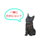 にゃんこ、ごくたま～にほかの。（個別スタンプ：30）