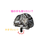 にゃんこ、ごくたま～にほかの。（個別スタンプ：31）
