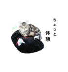 にゃんこ、ごくたま～にほかの。（個別スタンプ：34）
