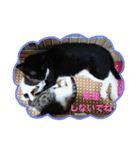 にゃんこ、ごくたま～にほかの。（個別スタンプ：37）
