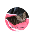 にゃんこ、ごくたま～にほかの。（個別スタンプ：38）