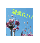 気持ち花（個別スタンプ：5）